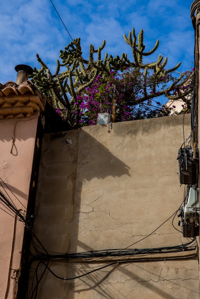 Urban scene with cactus and bougainvillea over a rustic wall on a sunny day.